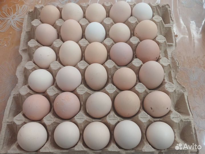 Инкубационное яйцо