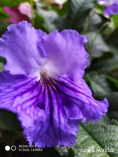 Стрептокарпусы