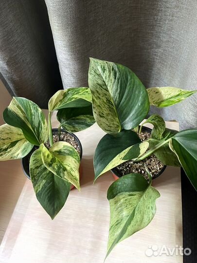 Сциндапсус Марбл Квин