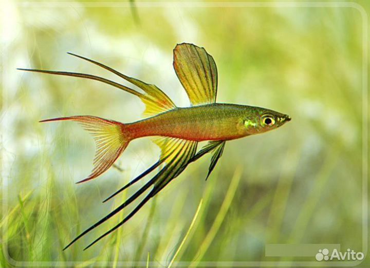 Эпиплатис, Аманда, попондетта, ириатерина