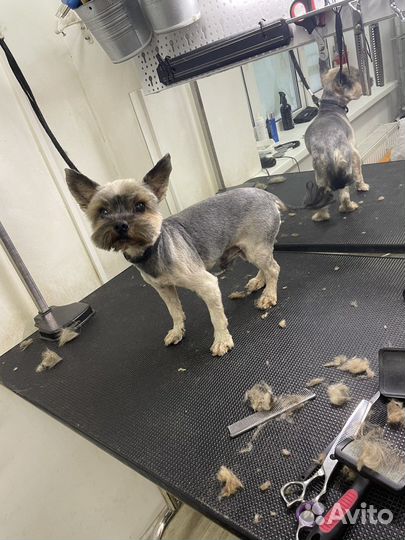 Груминг собак