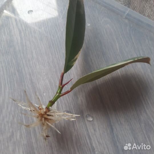 Фикус тинеке