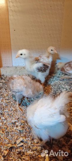 Цыплята