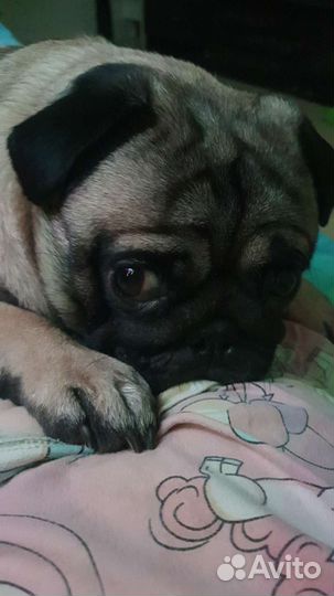 Вязка мопса