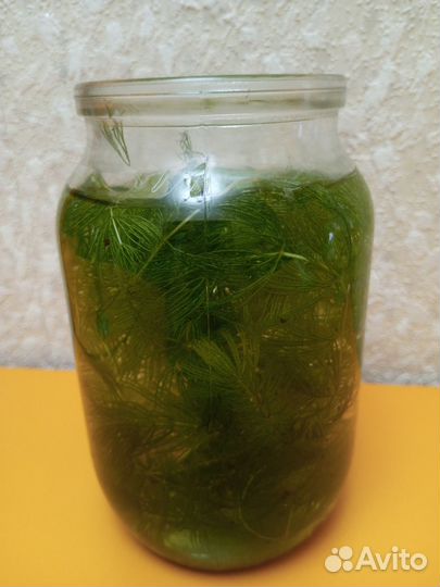 Аквариумное растение 