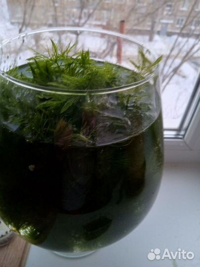 Аквариумное растение