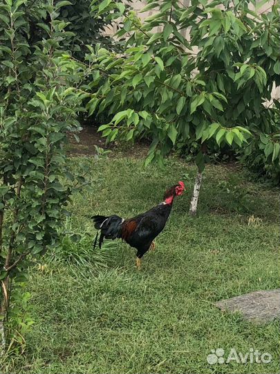 Бойцовые петухи