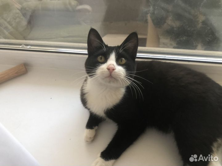 Котик бесплатно 6 месяцев