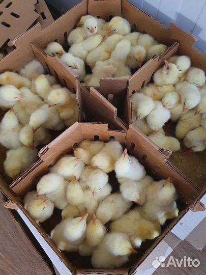 Суточный бройлер кобб 500