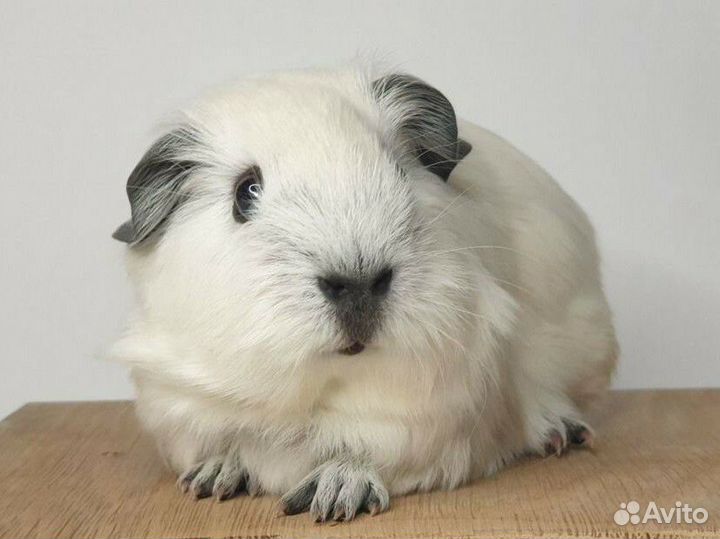 Морская свинка california