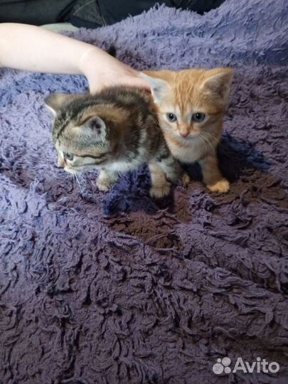 Котята