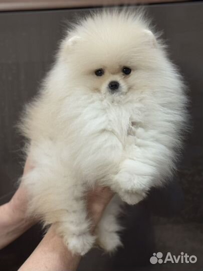 Померанский шпиц кобель 3 месяца