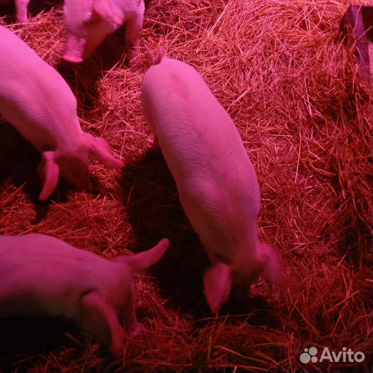 Поросенок ландрас