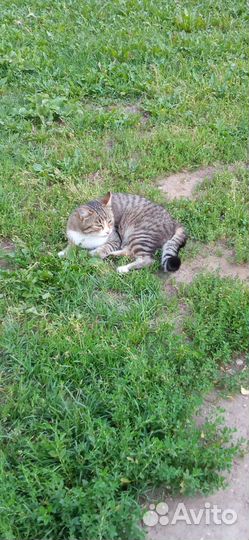 Кошка бесплатно