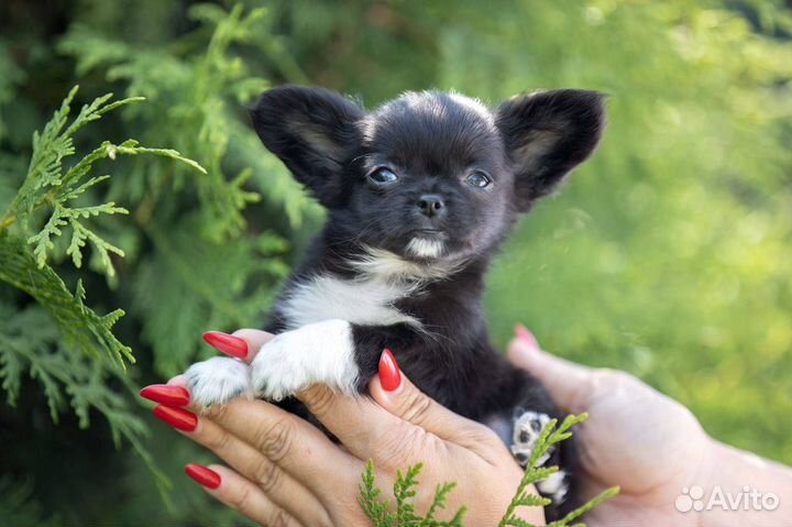 Черный длинношерстный мальчик чихуахуа
