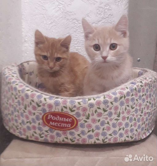 Котёнок окраса табби