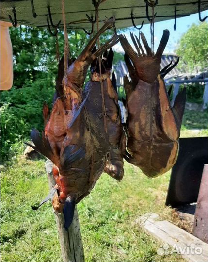 Копченый Линь, Лещ