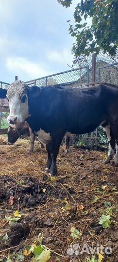 Тёлка стельная