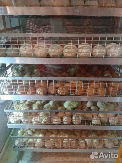 Инкубатор Норма Рейс