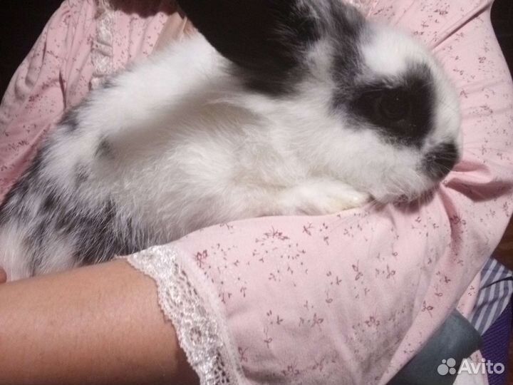 Декоративный кролик с клеткой