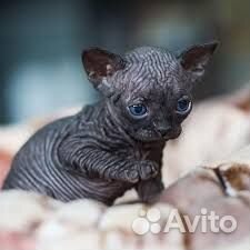 Котята сфинкс