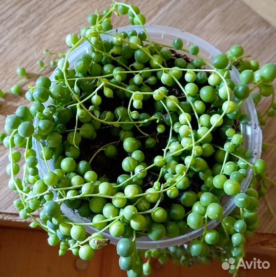 Крестовник Роули взрослый