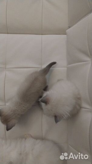 Котята