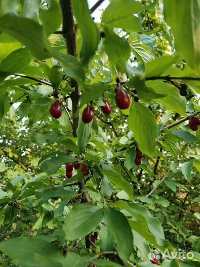 Саженцы кизила