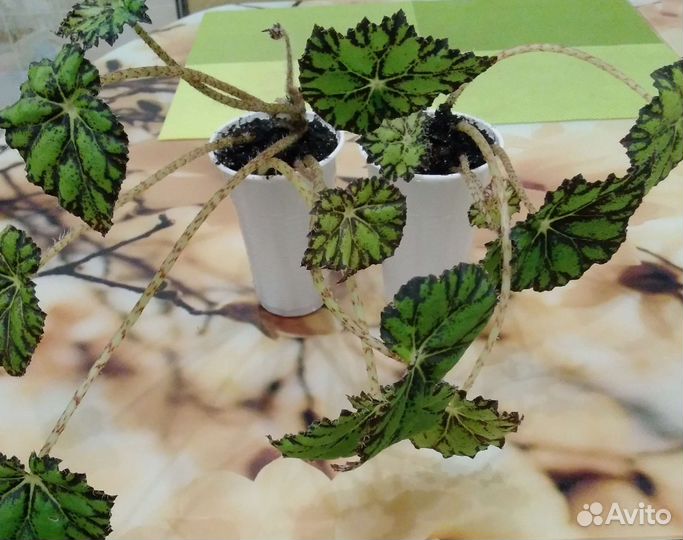 Бегония тигровая