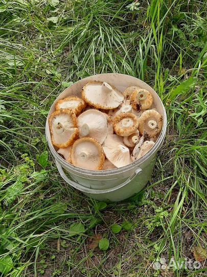 Сырые грузди