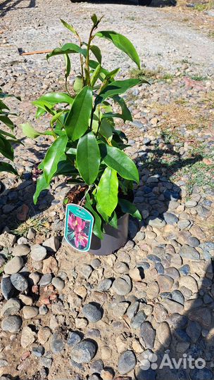 Магнолия стелар руби