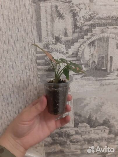 Сингониум ред спот триколор