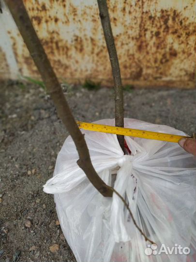 Саженцы липы