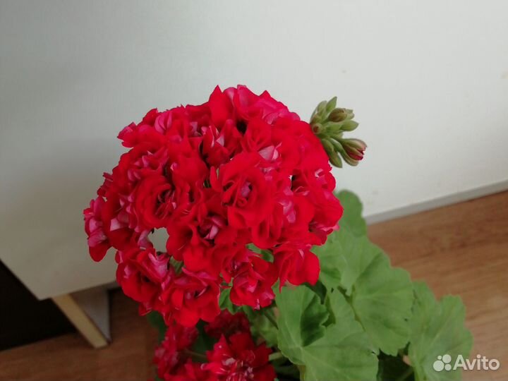 Пеларгония розебудная