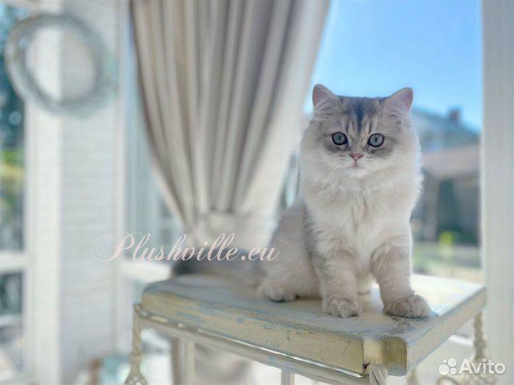 Британская золотая шиншилла длинношерстная