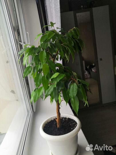 Фикус бенджамина