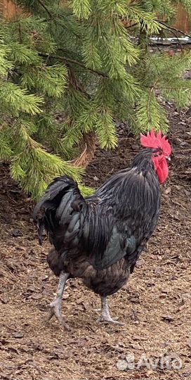 Инкубационное яйцо породных кур