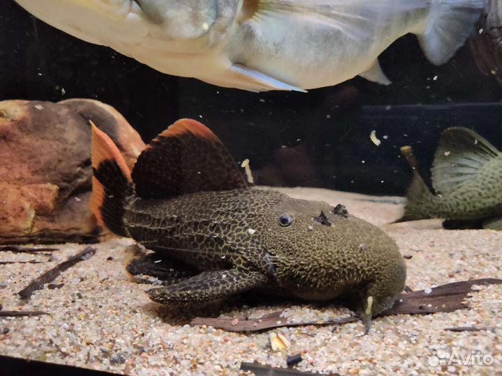 Номерные l-сомы, l-600