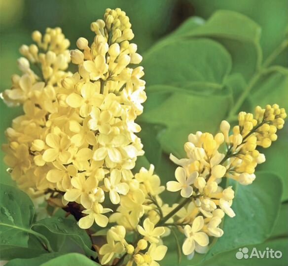 Сирень примроуз (саженцы)