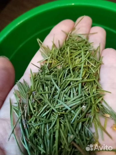 Хвоя и иголки сосны, ели, пихты, кедра