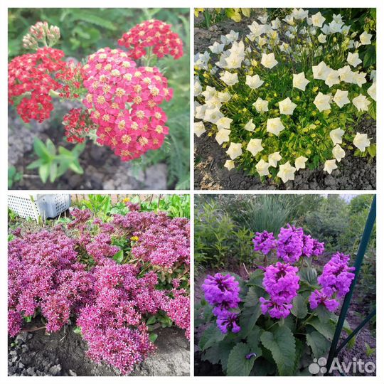 Очиток чистец родиола колокольчик хризантема