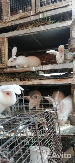 Кролик белый панон самцы самки молодняк