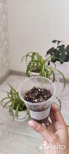 Алоказия Черный бархат