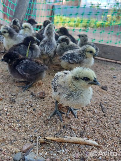 Цыплята 28.06.2024 дата вылупления