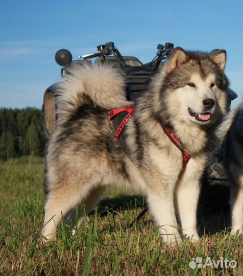 Аляскинский маламут