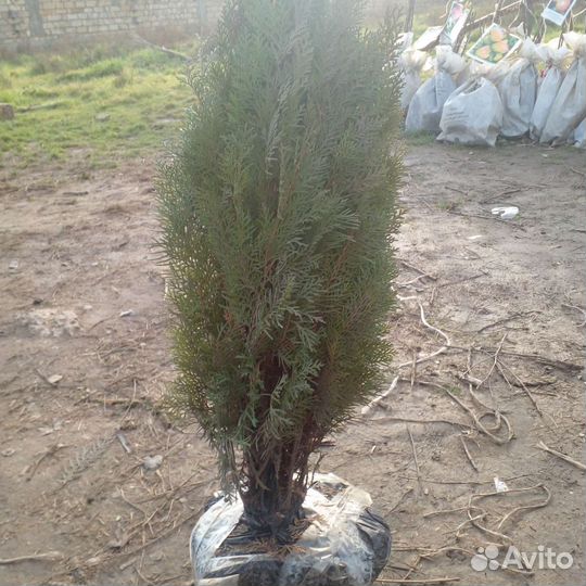 Черешня, груша, яблоня, персик, абрикос, слива