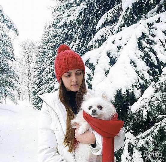 Передержка собак/кошек