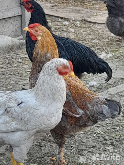 Молодые петушки