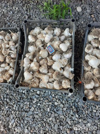 Домашний чеснок