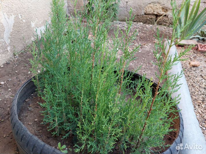 Саженцы кипариса. Альбиция ленкоранская